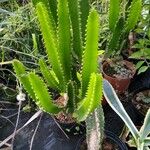 Euphorbia triangularis Leaf