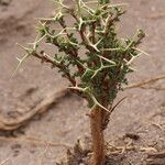 Adesmia horrida Blad