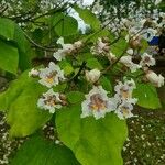 Catalpa bignonioidesÇiçek