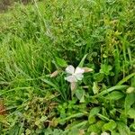 Silene noctiflora Blomst