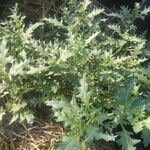 Solanum triflorum Blad