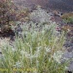 Phagnalon umbelliforme Habitus