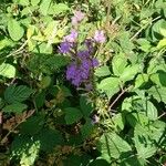 Lobelia urens Flower