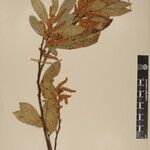 Gaultheria fragrantissima অন্যান্য
