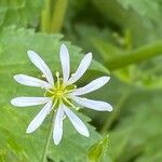 Stellaria nemorum Flor