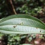 Miconia tschudyoides 葉