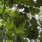 Quercus petraea Fuelha