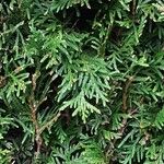 Thuja plicata Fuelha