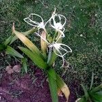 Hymenocallis fragrans Лист