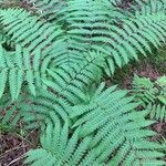 Osmundastrum cinnamomeum Leaf