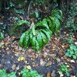 Asplenium scolopendrium Feuille