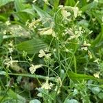 Brassica barrelieri 花