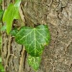 Hedera hibernica पत्ता