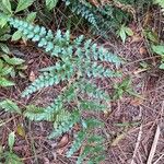 Anemia adiantifolia Hoja