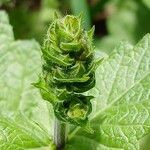 Salvia verbenaca Sonstige