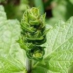 Salvia verbenaca Іншае