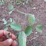 Clitoria mariana Blad