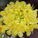Eriogonum sphaerocephalum फूल