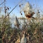 Asclepias syriaca फल