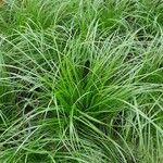 Cyperus alternifolius 整株植物