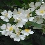 Rosa multiflora Blüte