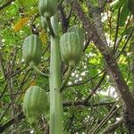 Cardiocrinum giganteum Fruto