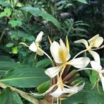 Hedychium gardnerianum ফুল