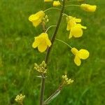 Brassica napus Blomma