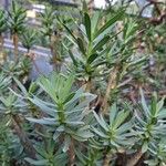 Euphorbia balsamifera List