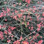 Ephedra foeminea Fruit