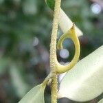 Artabotrys madagascariensis Beste bat