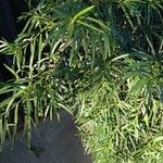 Podocarpus salignus Liść