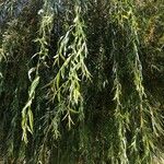Salix babylonica Hoja