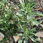 Amaranthus blitoides Leaf