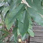 Castanospermum australe Blatt