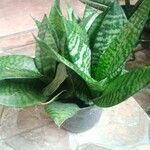 Sansevieria hyacinthoides Folha