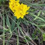Scorzonera austriaca Flor