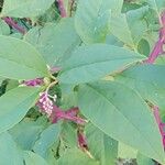 Phytolacca americana 葉