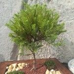 Juniperus chinensis Habitus