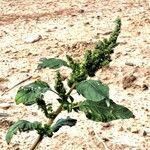 Amaranthus retroflexusBlüte