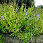 Scutellaria baicalensis Pokrój