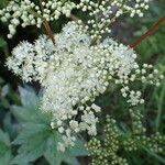 Filipendula ulmariaപുഷ്പം