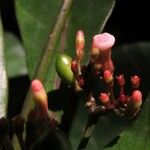 Rauvolfia mannii Flower
