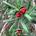 Pittosporum bicolor Fruit