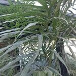 Cycas × multifrondis List