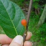 Ficus fraseri Fruit