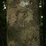 Lacmellea aculeata Kabuk