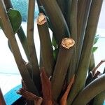 Zamioculcas zamiifolia Rinde