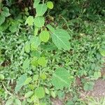 Adenia cissampeloides Feuille