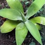 Agave attenuataFolha